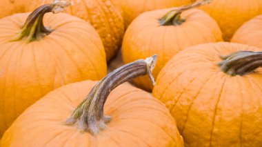 Halloween süslemeleri için Turuncu kabak.