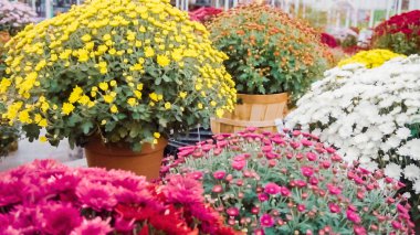 Anneler çiçek Bahçe merkezinde çeşitli.