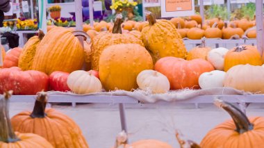 Kabaklar bahçe merkezinde çeşitli.