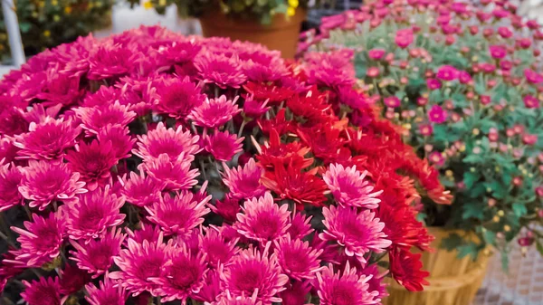 Wybór Kwiatów Mamusie Centrum Ogrodnicze — Zdjęcie stockowe