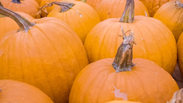 Halloween Süslemeleri Için Turuncu Kabak — Stok fotoğraf