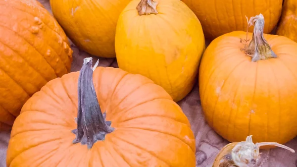 Orangefarbene Kürbisse Für Halloween Dekorationen — Stockfoto