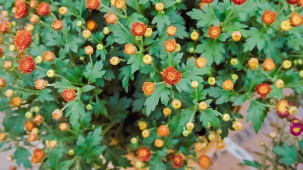 Variety Mums Flowers Garden Center — Stock Photo, Image