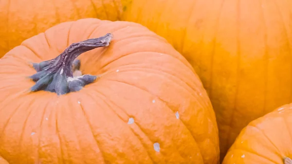Citrouilles Orange Pour Les Décorations Halloween — Photo