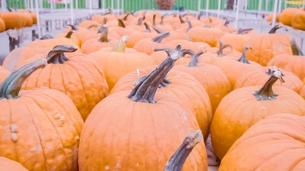 Calabazas Naranjas Para Decoraciones Halloween —  Fotos de Stock