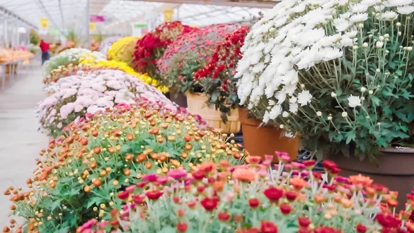 Variedade Flores Mães Centro Jardim — Fotografia de Stock