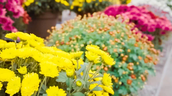 Різноманітність Квітів Мами Садовому Центрі — стокове фото
