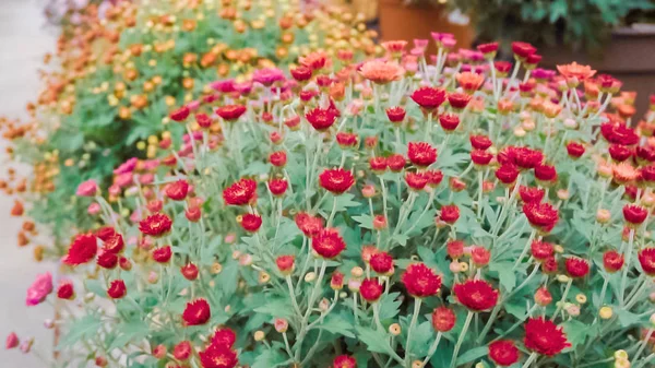 Mängd Mums Blommor Garden Center — Stockfoto