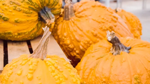 Zucche Arancioni Decorazioni Halloween — Foto Stock