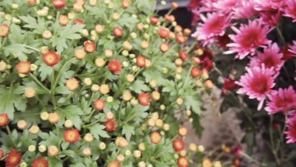 Ποικιλία Από Μαμάδες Λουλούδια Στο Κέντρο Κήπου — Αρχείο Βίντεο