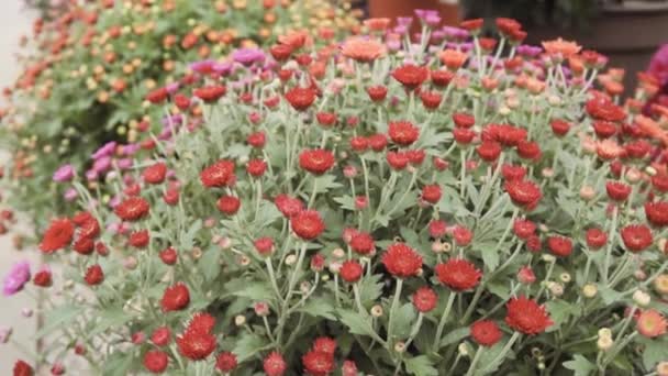 Ποικιλία Από Μαμάδες Λουλούδια Στο Κέντρο Κήπου — Αρχείο Βίντεο