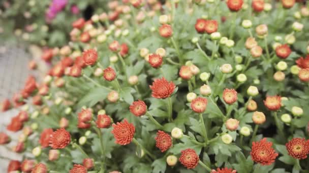 Variety Mums Flowers Garden Center — Stock Video