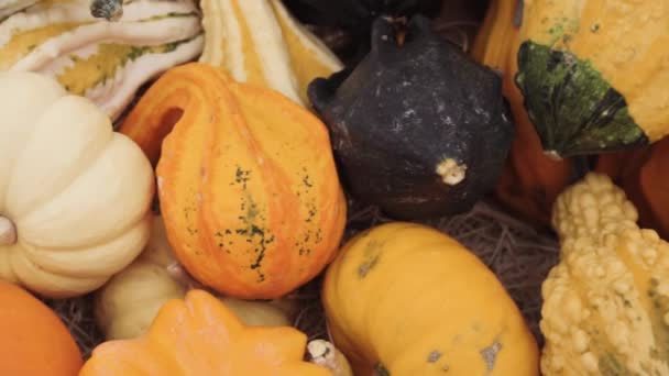 Varietà Zucche Nel Centro Del Giardino — Video Stock