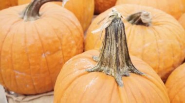 Halloween süslemeleri için Turuncu kabak