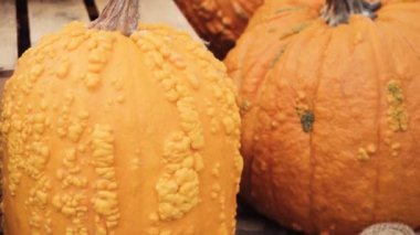 Halloween süslemeleri için Turuncu kabak