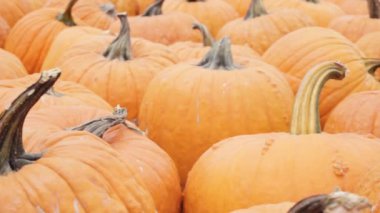 Halloween süslemeleri için Turuncu kabak