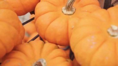 Halloween süslemeleri için Turuncu kabak