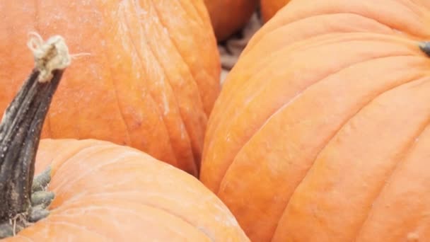 Narancssárga Sütőtök Halloween Dekoráció — Stock videók