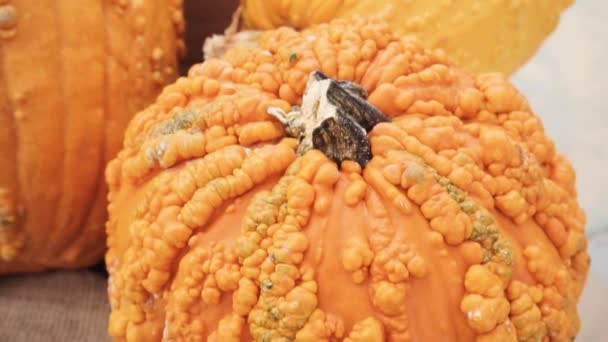 Orange Pumpor För Halloween Dekorationer — Stockvideo