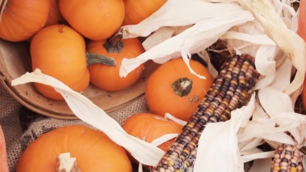 Zucche Arancioni Decorazioni Halloween — Video Stock