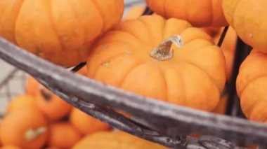 Halloween süslemeleri için Turuncu kabak