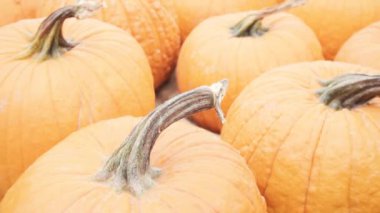 Halloween süslemeleri için Turuncu kabak