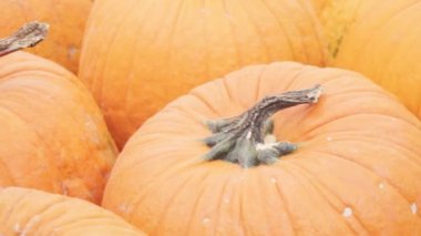 Halloween süslemeleri için Turuncu kabak