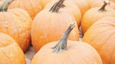 Halloween süslemeleri için Turuncu kabak