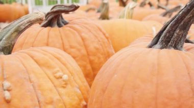 Halloween süslemeleri için Turuncu kabak