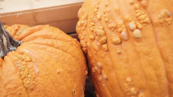 Calabazas Naranjas Para Decoraciones Halloween — Vídeo de stock