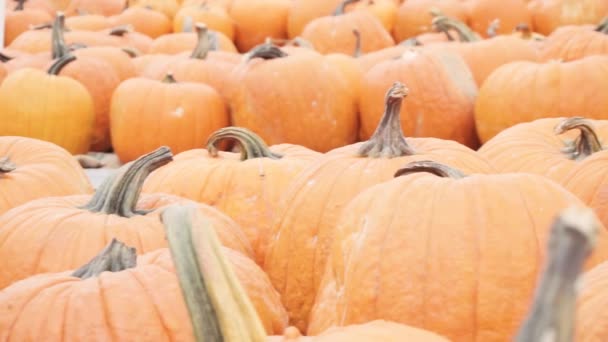 Calabazas Naranjas Para Decoraciones Halloween — Vídeos de Stock