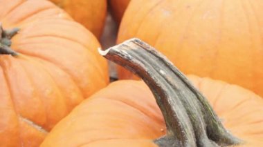 Halloween süslemeleri için Turuncu kabak