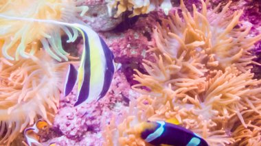 Mercan ile tuzlu su akvaryumu küçük balık.