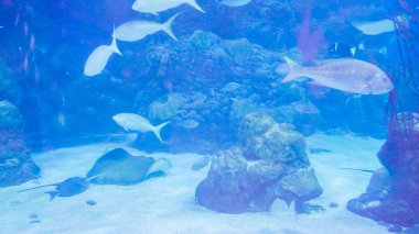 Deniz su akvaryum büyük okyanus balıklı.