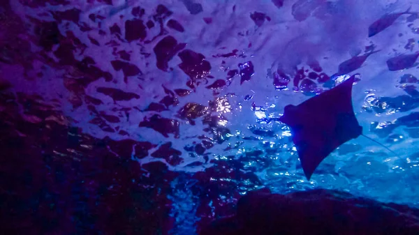 Stingray Dans Grand Aquarium Eau Salée — Photo