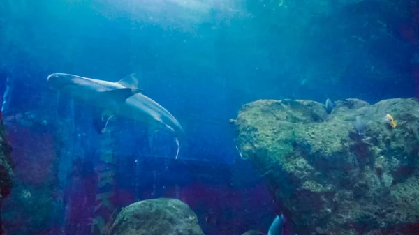 Large Salt Water Aquarium Different Fish — Stock Photo, Image