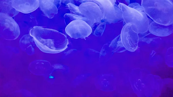 Медузы Большом Аквариуме Морской Водой — стоковое фото