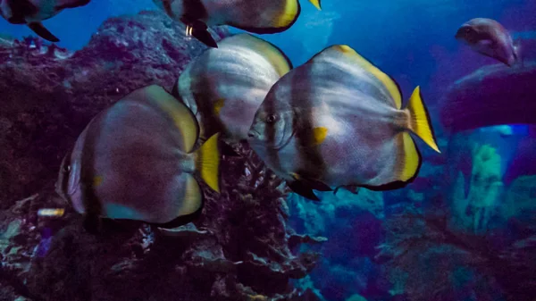 Большой Аквариум Морской Водой Различными Рыбами — стоковое фото