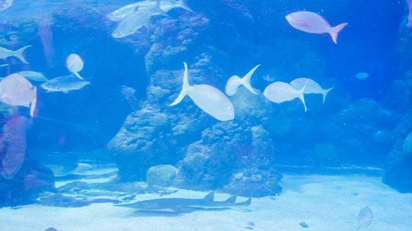 Acuario Agua Mar Con Grandes Peces Del Océano — Foto de Stock