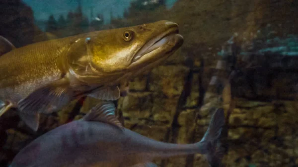 Sötvattenfisk Ett Stort Akvarium — Stockfoto