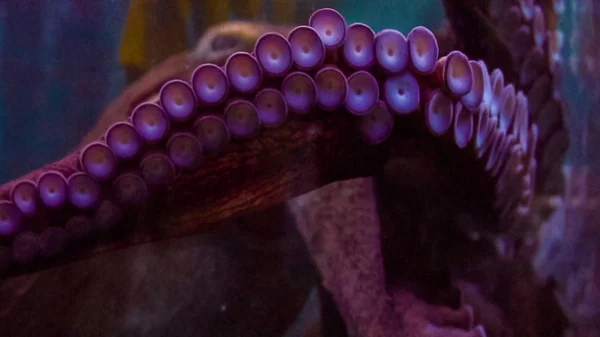 Duże Octopus Dużym Akwarium — Zdjęcie stockowe