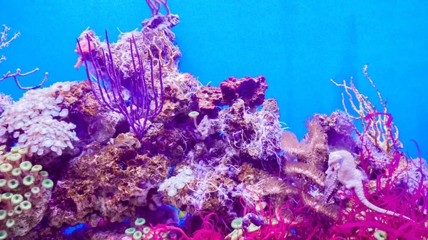 Kis Seahorses Tengeri Víz Akvárium Korallok — Stock Fotó