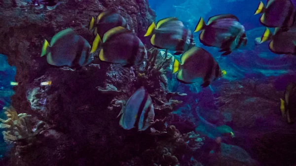 Grande Aquário Água Salgada Com Peixes Diferentes — Fotografia de Stock