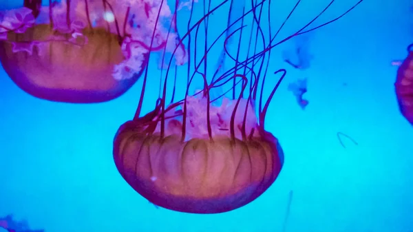 Dużym Akwarium Jellyfish — Zdjęcie stockowe