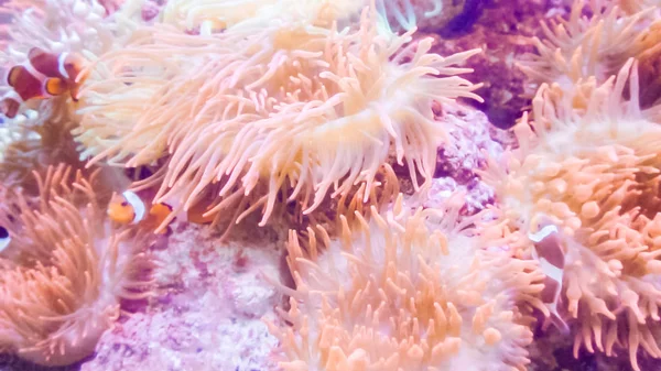 Corals Small Fish Salt Water Aquarium — Stock Photo, Image