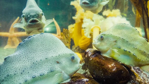 Salt Water Fish Large Aquarium — Stock Photo, Image