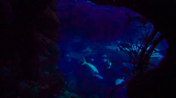 Meerwasser Aquarium Mit Großen Meeresfischen — Stockfoto