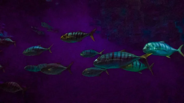 Großes Meerwasseraquarium Mit Verschiedenen Fischen — Stockfoto