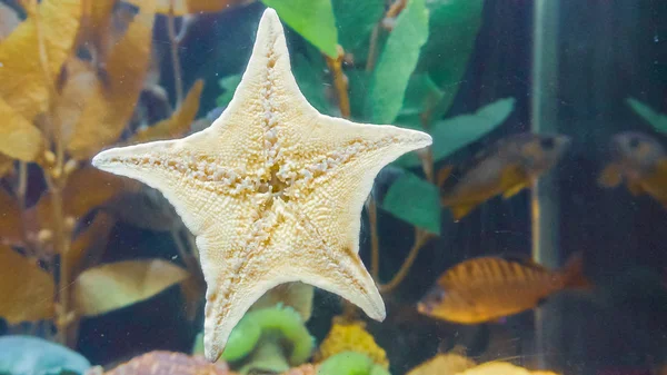 Starfish Glass Salt Water Aquarium — Stock Photo, Image