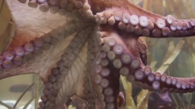 Büyük tuzlu su akvaryumdaki büyük ahtapot